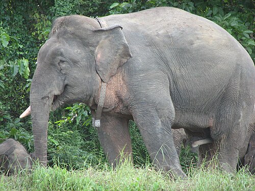 Bornean elephant